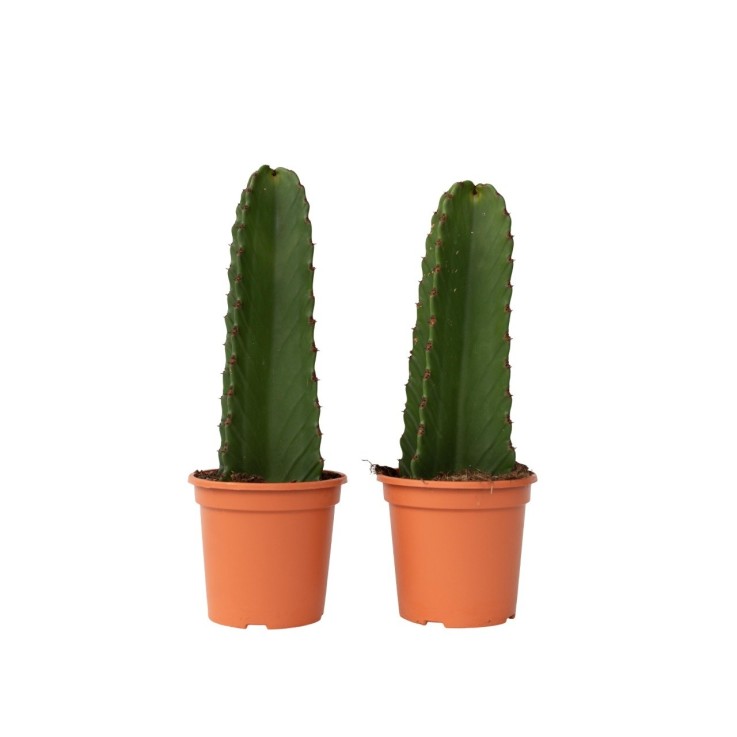 Euphorbe ingens - Set de 2 - Euphorbia ingens - Hauteur 40-50cm - ⌀18cm
