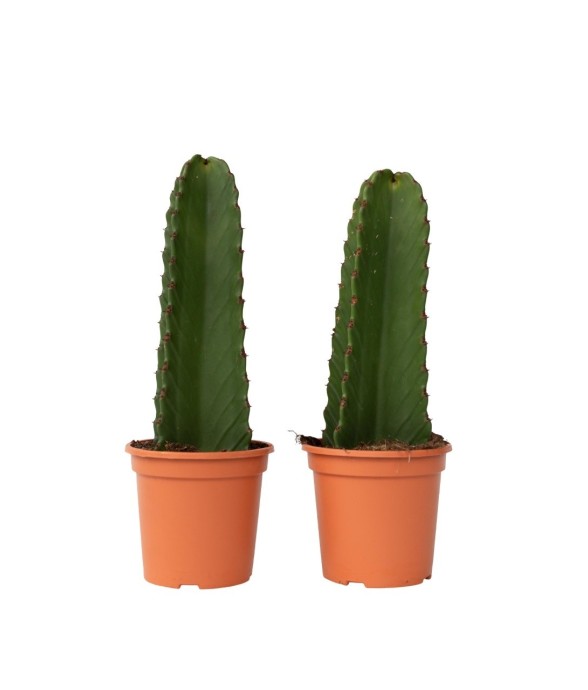 Euphorbe ingens - Set de 2...