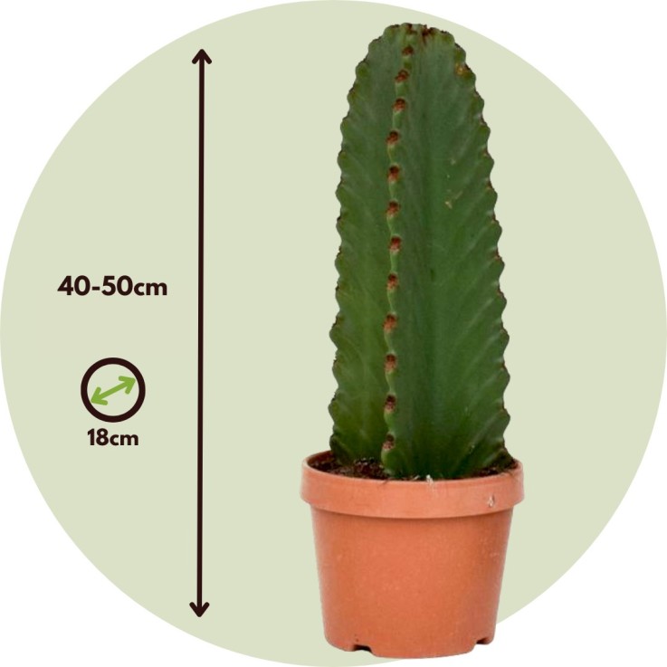 Euphorbe ingens - Set de 2 - Euphorbia ingens - Hauteur 40-50cm - ⌀18cm