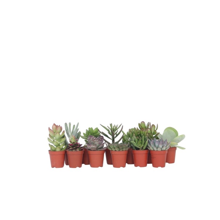 Mélange de petites succulentes - Set de 12 - Succulent Mix - H5-10cm - ⌀5,5cm
