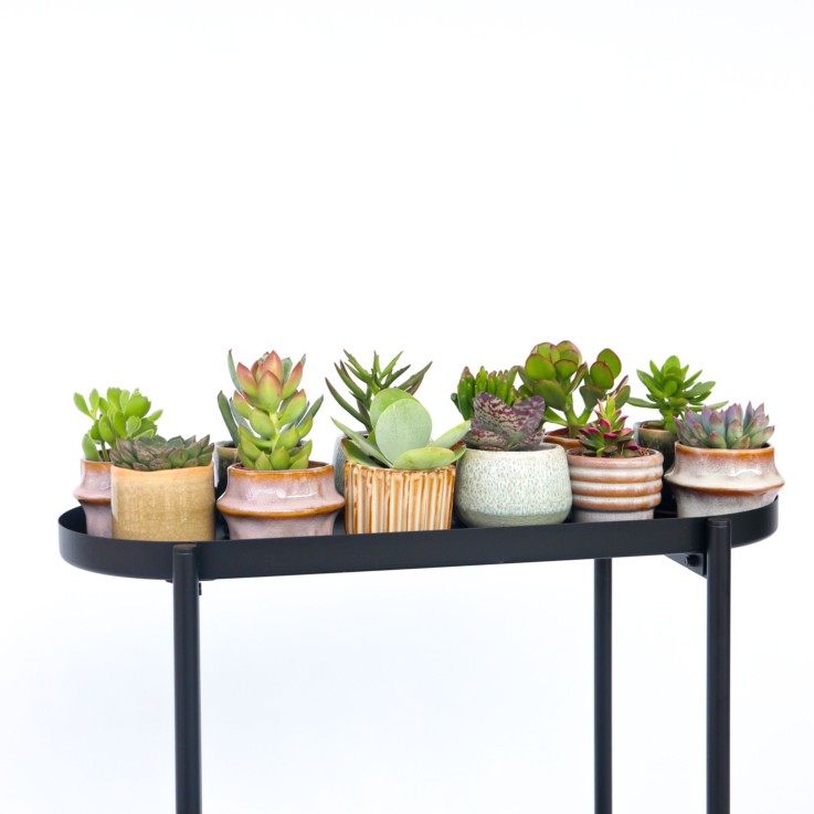 Mélange de petites succulentes - Set de 12 - Succulent Mix - H5-10cm - ⌀5,5cm