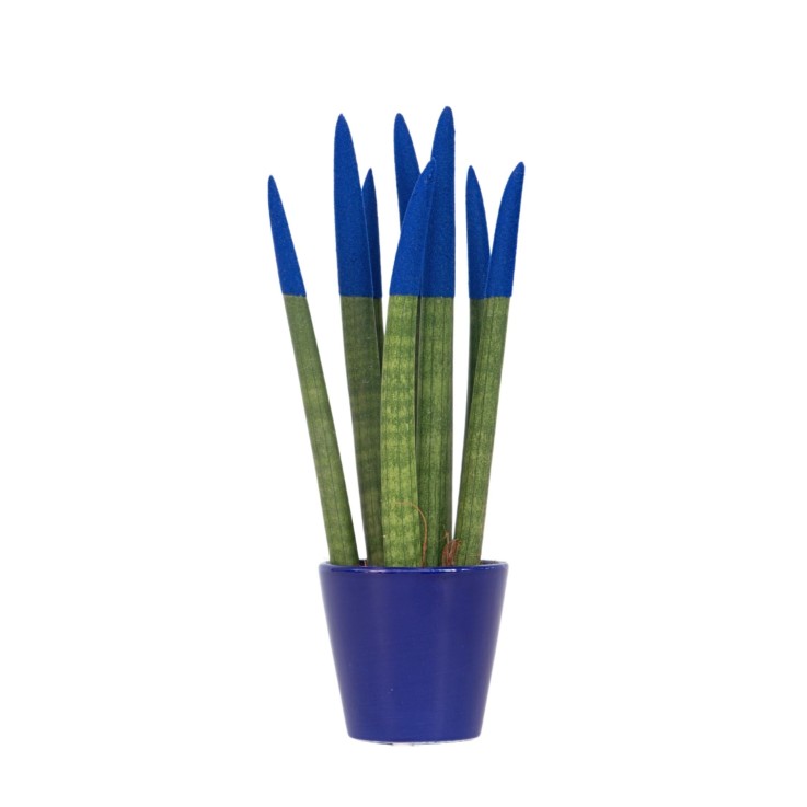 Sansevieria cylindrique - Hauteur 20-40cm - Pot 9cm