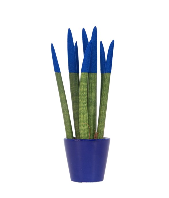 Sansevieria cylindrique -...
