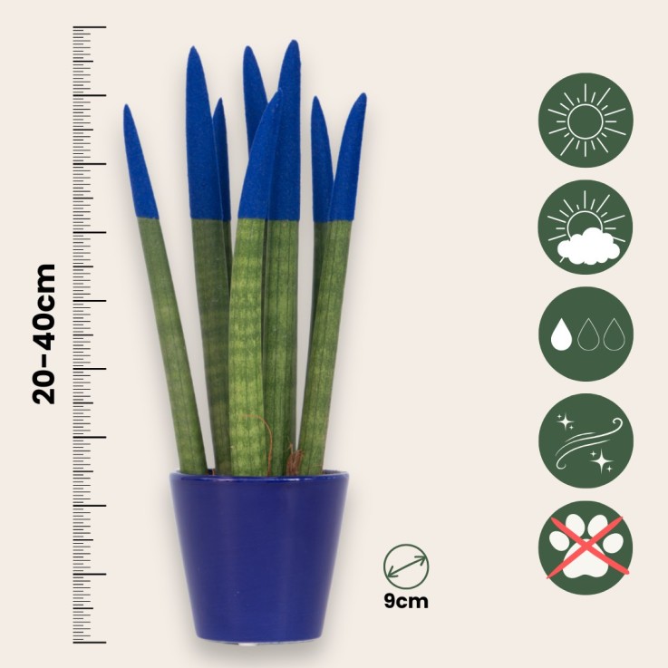 Sansevieria cylindrique - Hauteur 20-40cm - Pot 9cm