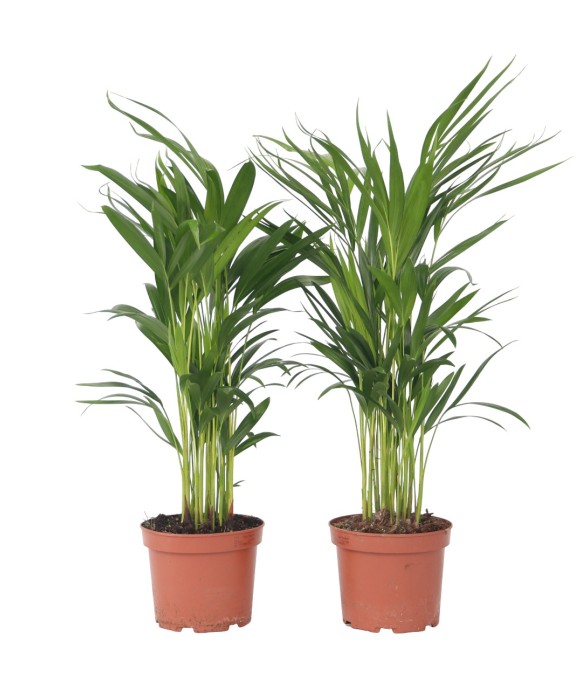 Palmier areca - Set de 4 -...