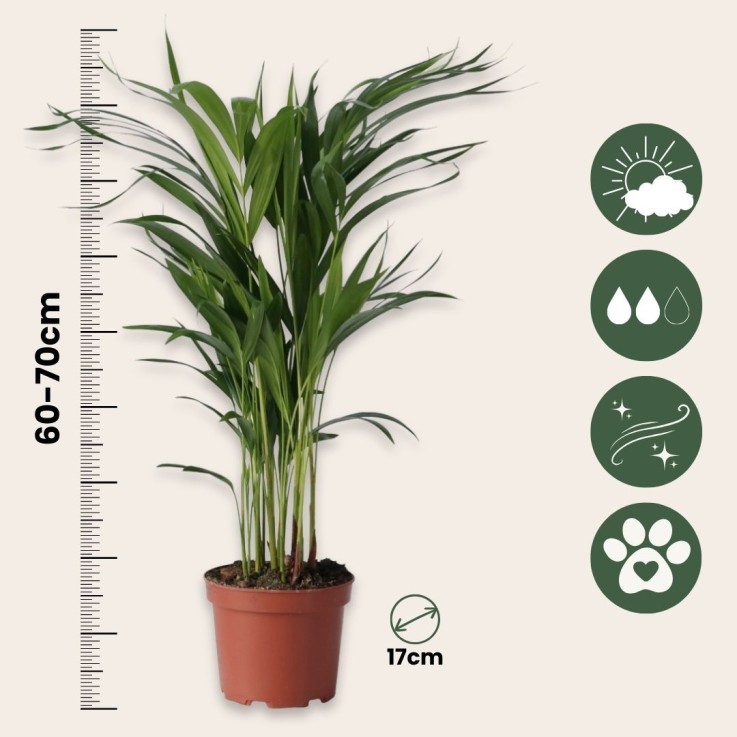 Palmier areca - Set de 4 - Dypsis lutescens - Hauteur 60-70cm - ⌀17cm