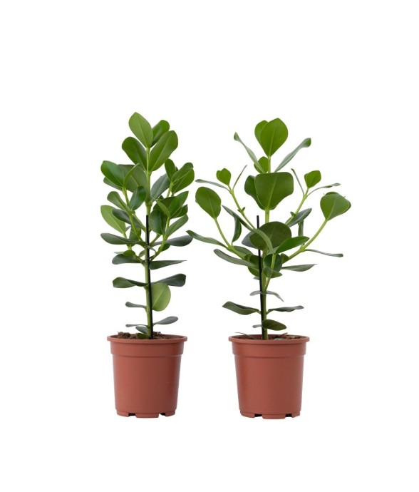 Pommier baumier - Set de 2...