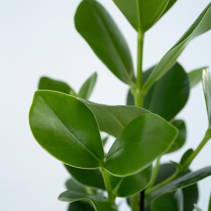 Pommier baumier - Set de 2 - Clusia rosea 'Princess' - Hauteur 50-60cm - ⌀17cm