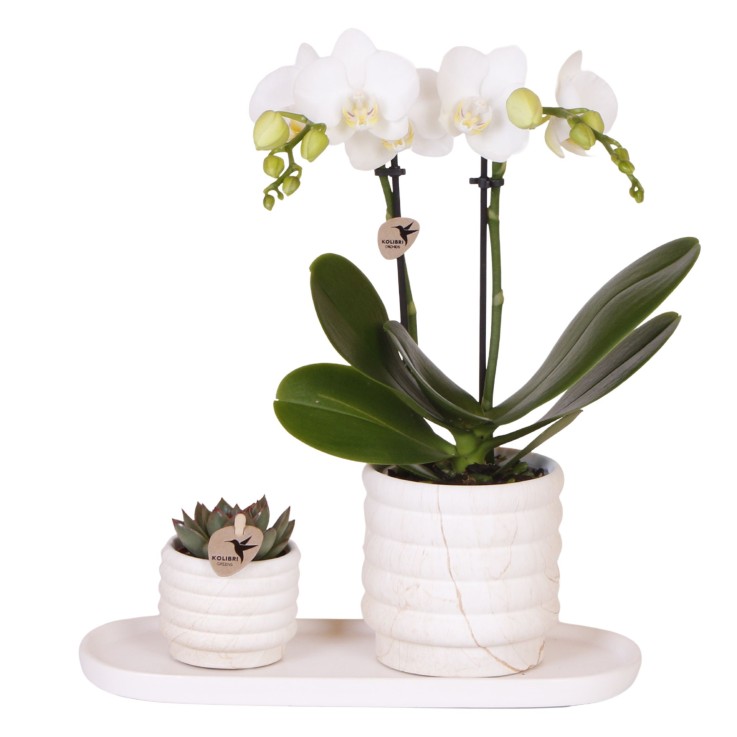 Coffret cadeau orchidée 'Marble S' - Phalaenopsis - Hauteur 30cm