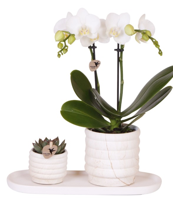 Coffret cadeau orchidée...