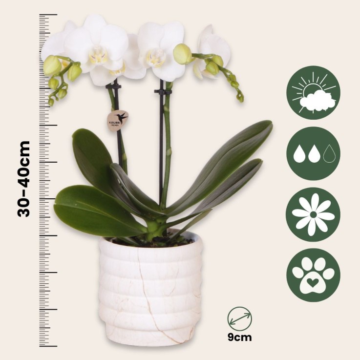 Coffret cadeau orchidée 'Marble S' - Phalaenopsis - Hauteur 30cm