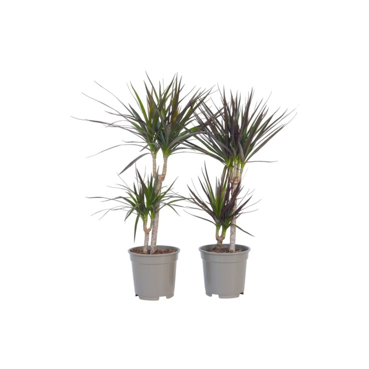 Dragonnier - Set de 2 - Dracaena marginata - Hauteur 70-80cm - ⌀17cm