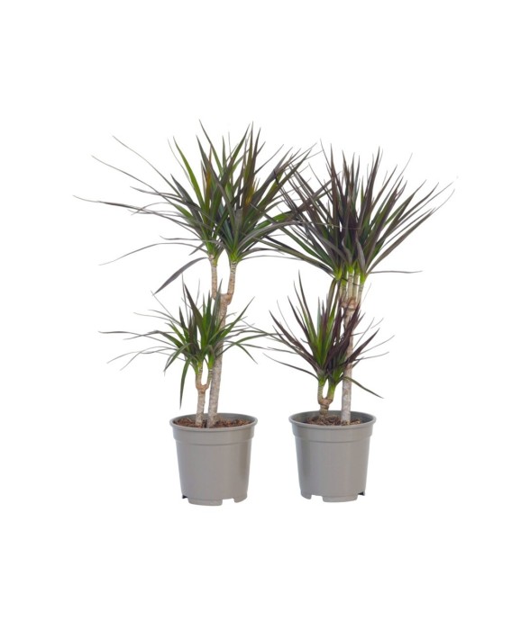 Dragonnier - Set de 2 -...