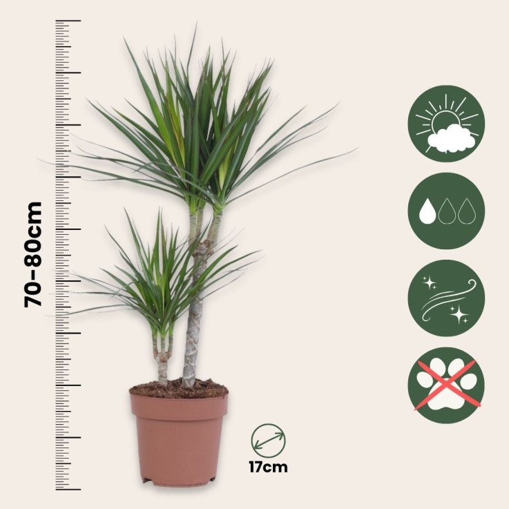 Dragonnier - Set de 2 - Dracaena marginata - Hauteur 70-80cm - ⌀17cm