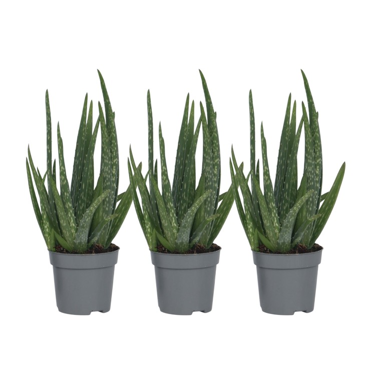 Aloe vera - Set de 3 - Aloe barbadensis - Hauteur 25-40cm - ⌀10,5cm