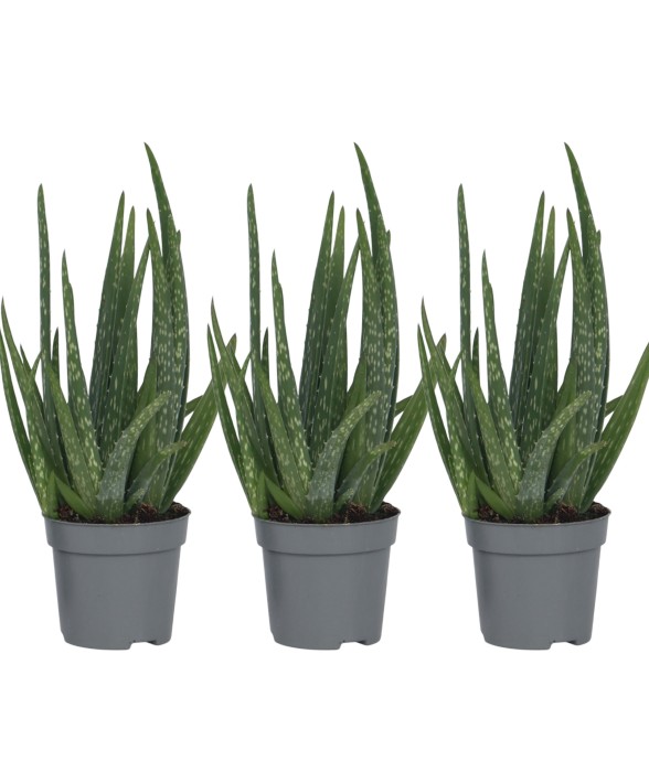 Aloe vera - Set de 3 - Aloe...