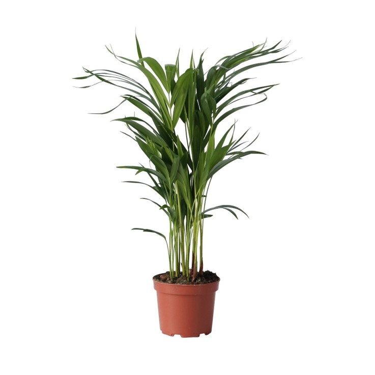 Palmier areca - Dypsis lutescens - Hauteur 60-70cm - ⌀17cm