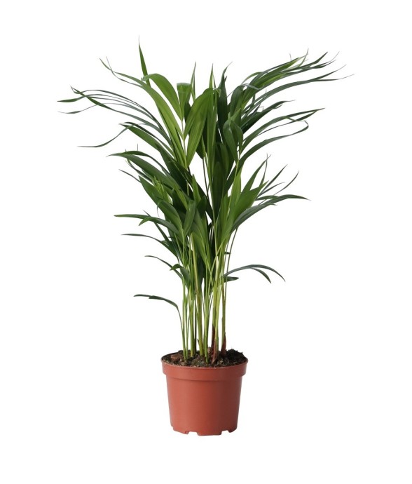 Palmier areca - Dypsis...