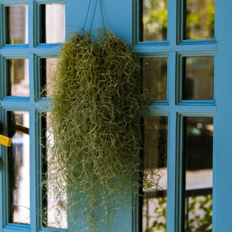 Mousse espagnole - Set de 3 - Tillandsia usneoides - Hauteur 25-40cm - ⌀5cm