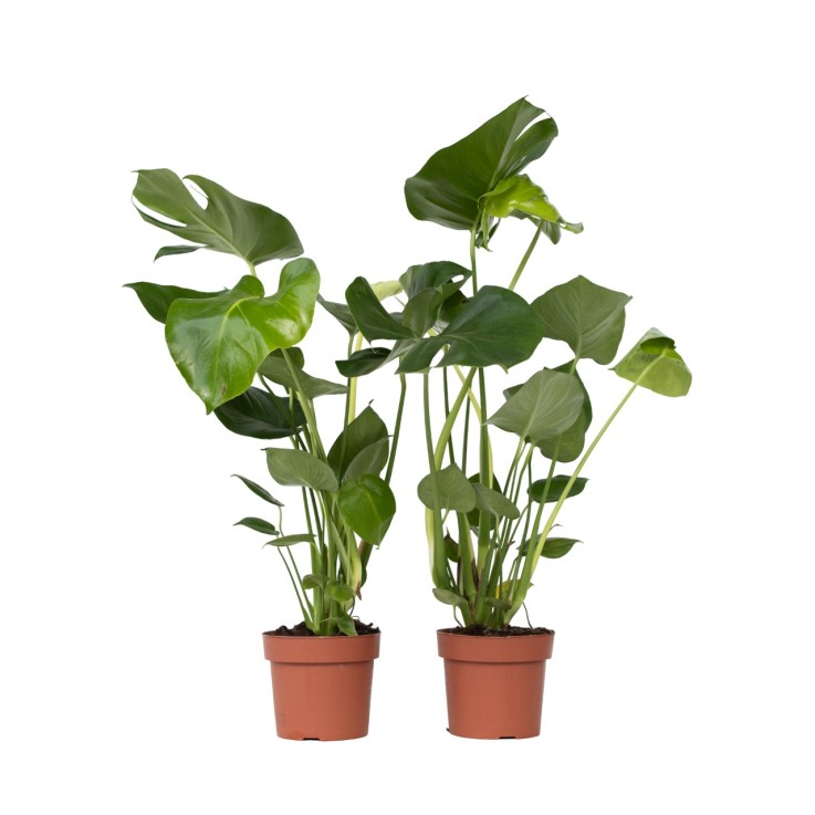 Plante à trous - Set de 2 - Monstera deliciosa - Hauteur 50-60cm - ⌀17cm