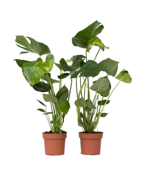 Plante à trous - Set de 2 -...