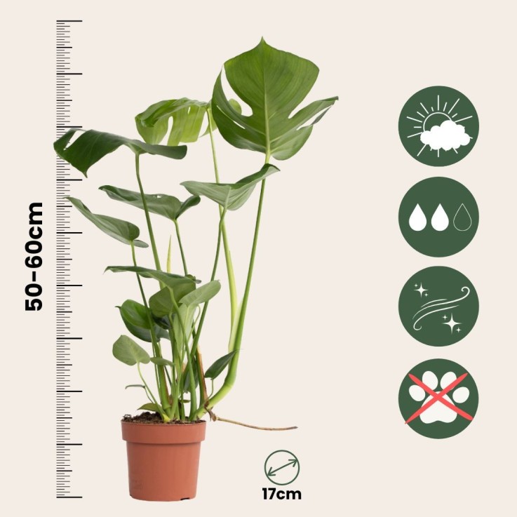 Plante à trous - Set de 2 - Monstera deliciosa - Hauteur 50-60cm - ⌀17cm