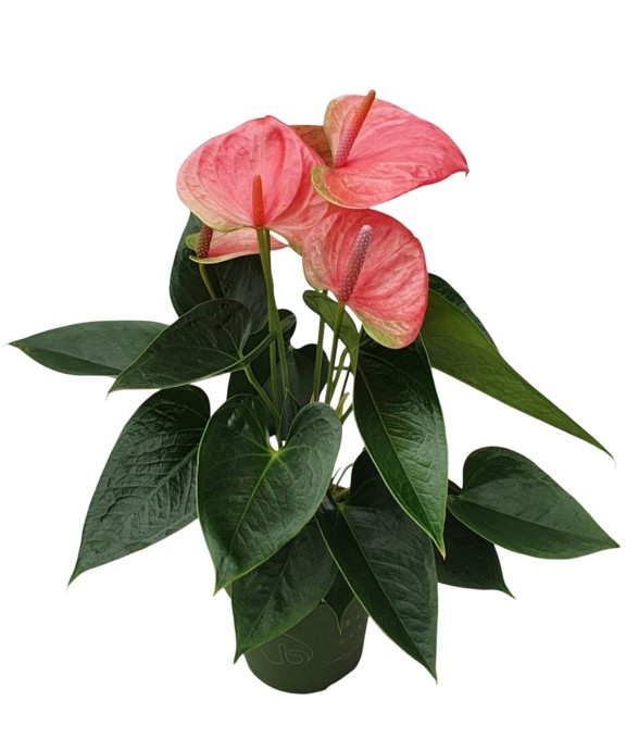 Langue de feu - Anthurium...