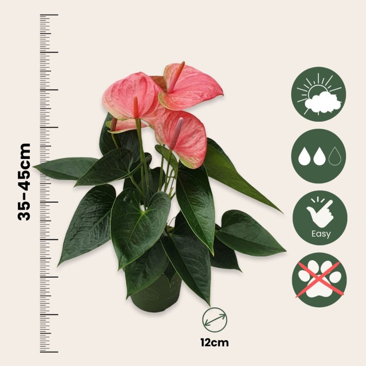 Langue de feu - Anthurium 'Sweet Dream' - Hauteur 35-45cm - ø12cm