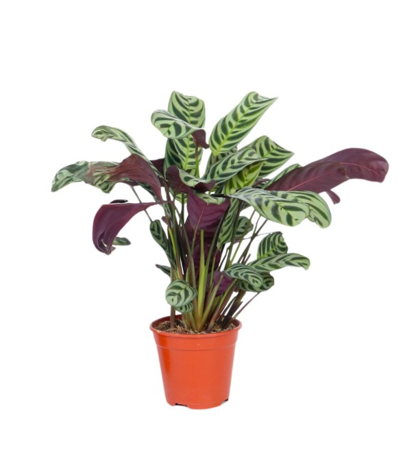 Plante Dormeuse - Ctenanthe...