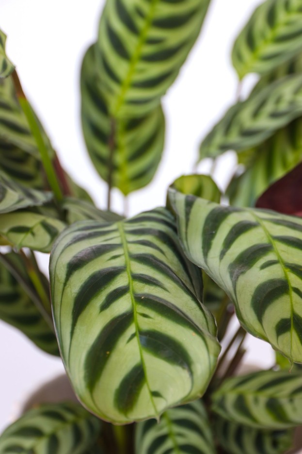 Plante Dormeuse - Ctenanthe 'burle-marxii' - Hauteur 25-40cm - ⌀12cm