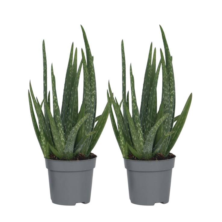Aloe vera - Set de 2 - Aloe barbadensis - Hauteur 25-40cm - ⌀10,5cm