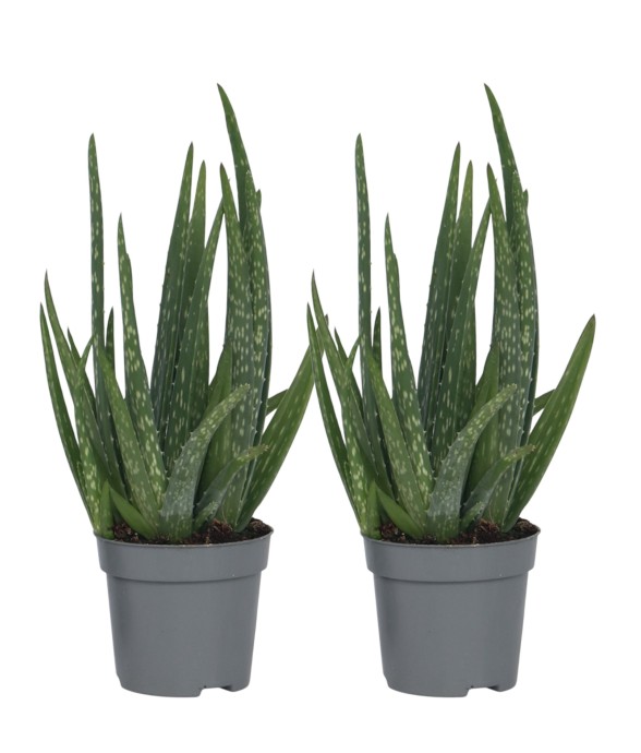 Aloe vera - Set de 2 - Aloe...