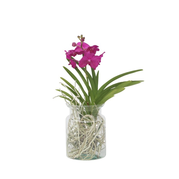 Orchidée - Vanda 'Cerise' - Hauteur 40-50cm - ⌀14cm