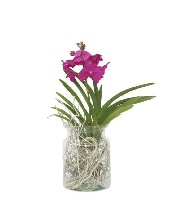 Orchidée - Vanda 'Cerise' -...