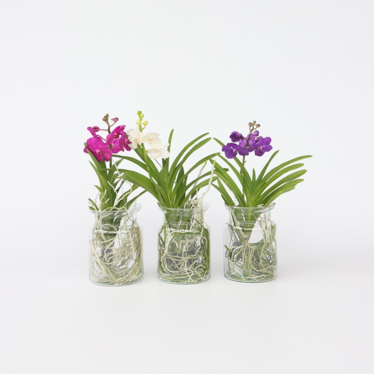 Orchidée - Vanda 'Cerise' - Hauteur 40-50cm - ⌀14cm