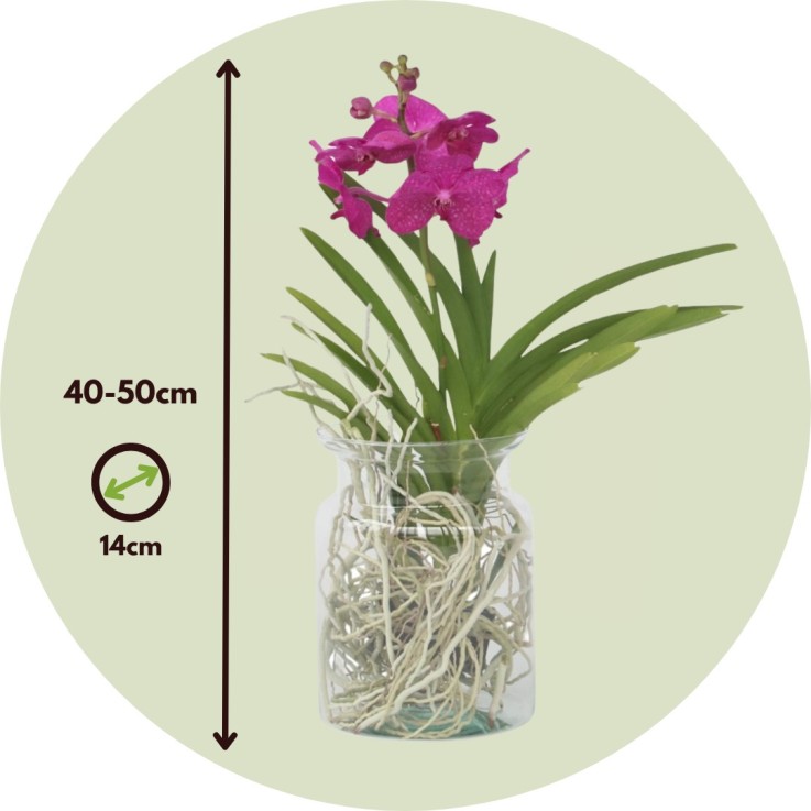 Orchidée - Vanda 'Cerise' - Hauteur 40-50cm - ⌀14cm
