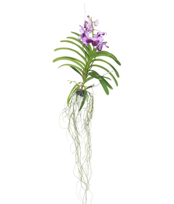 Orchidée - Vanda 'Lila' -...