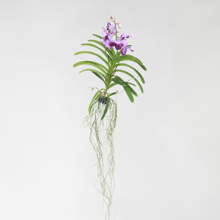Orchidée - Vanda 'Lila' - Hauteur 55-65cm