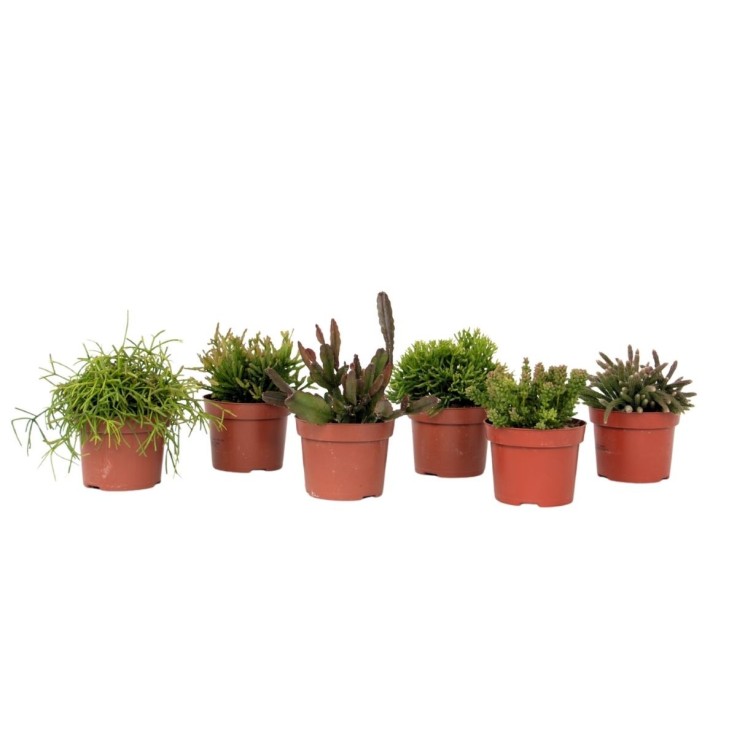 Cactus corail mix - Rhipsalis - Lot de 6 - Hauteur 15-20 cm - Pot 12 cm