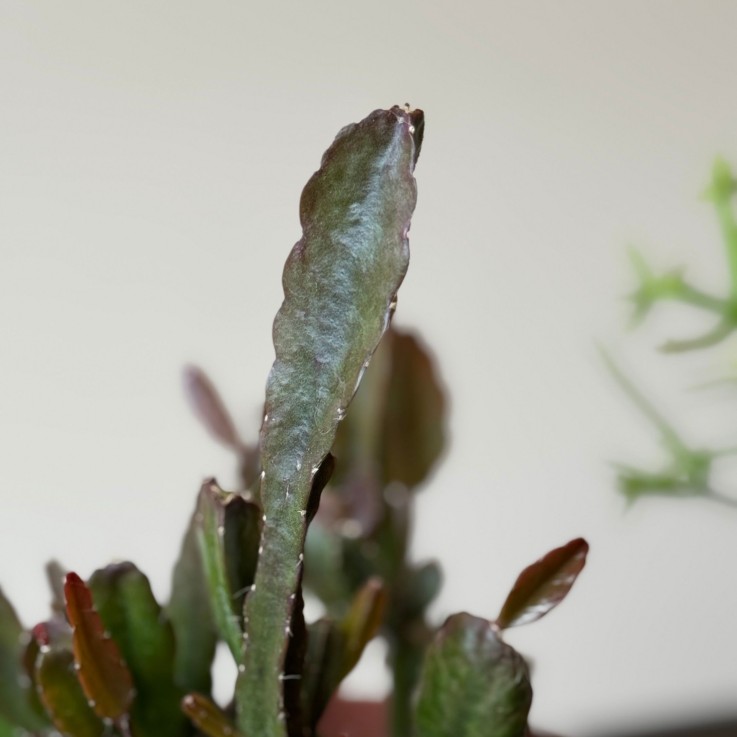 Cactus corail mix - Rhipsalis - Lot de 6 - Hauteur 15-20 cm - Pot 12 cm