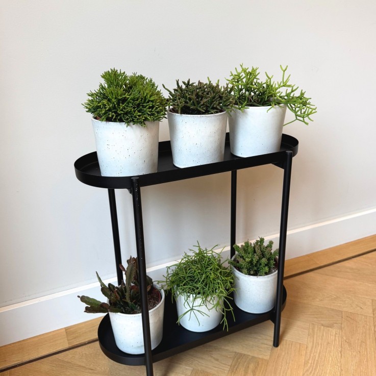 Cactus corail mix - Rhipsalis - Lot de 6 - Hauteur 15-20 cm - Pot 12 cm