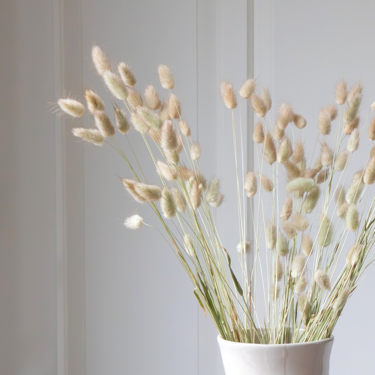 Fleurs séchées - Bouquet 'Lagurus Bunny Ears'