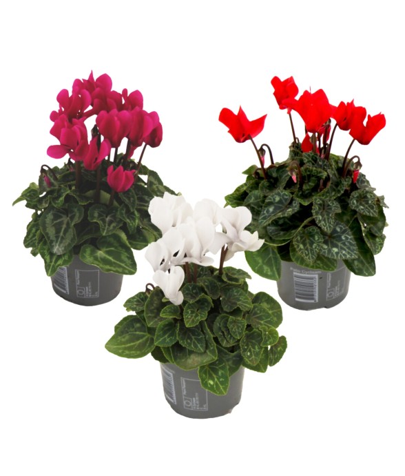 Cyclamen de Perse - Set de...