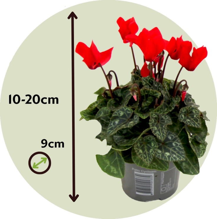 Cyclamen de Perse - Set de 3 - Cyclamen persicum - Hauteur 10-20cm - ⌀9cm
