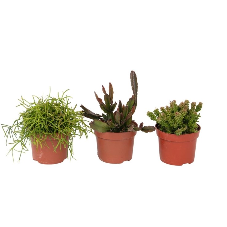 Cactus corail mix - Rhipsalis - Lot de 3 - Hauteur 15-20 cm - Pot 12 cm