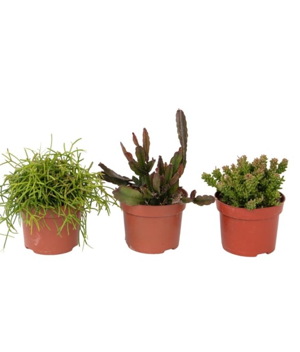 Cactus corail mix -...