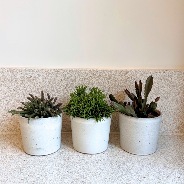 Cactus corail mix - Rhipsalis - Lot de 3 - Hauteur 15-20 cm - Pot 12 cm