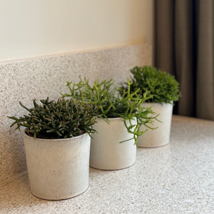 Cactus corail mix - Rhipsalis - Lot de 3 - Hauteur 15-20 cm - Pot 12 cm