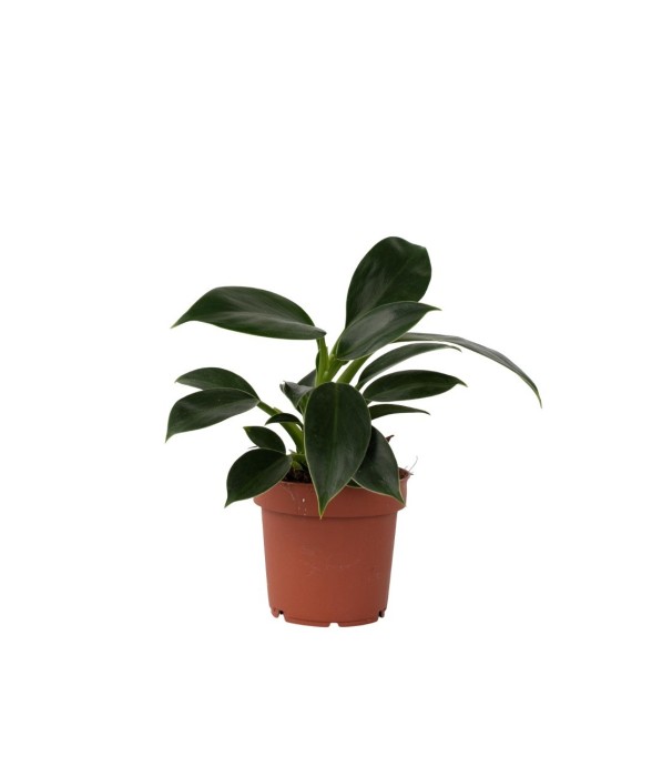 Plante verte - Philodendron...