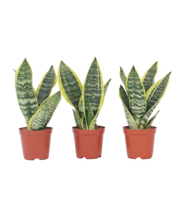 Langue de belle-mère - Set...